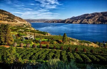 Okanagan Vineyard