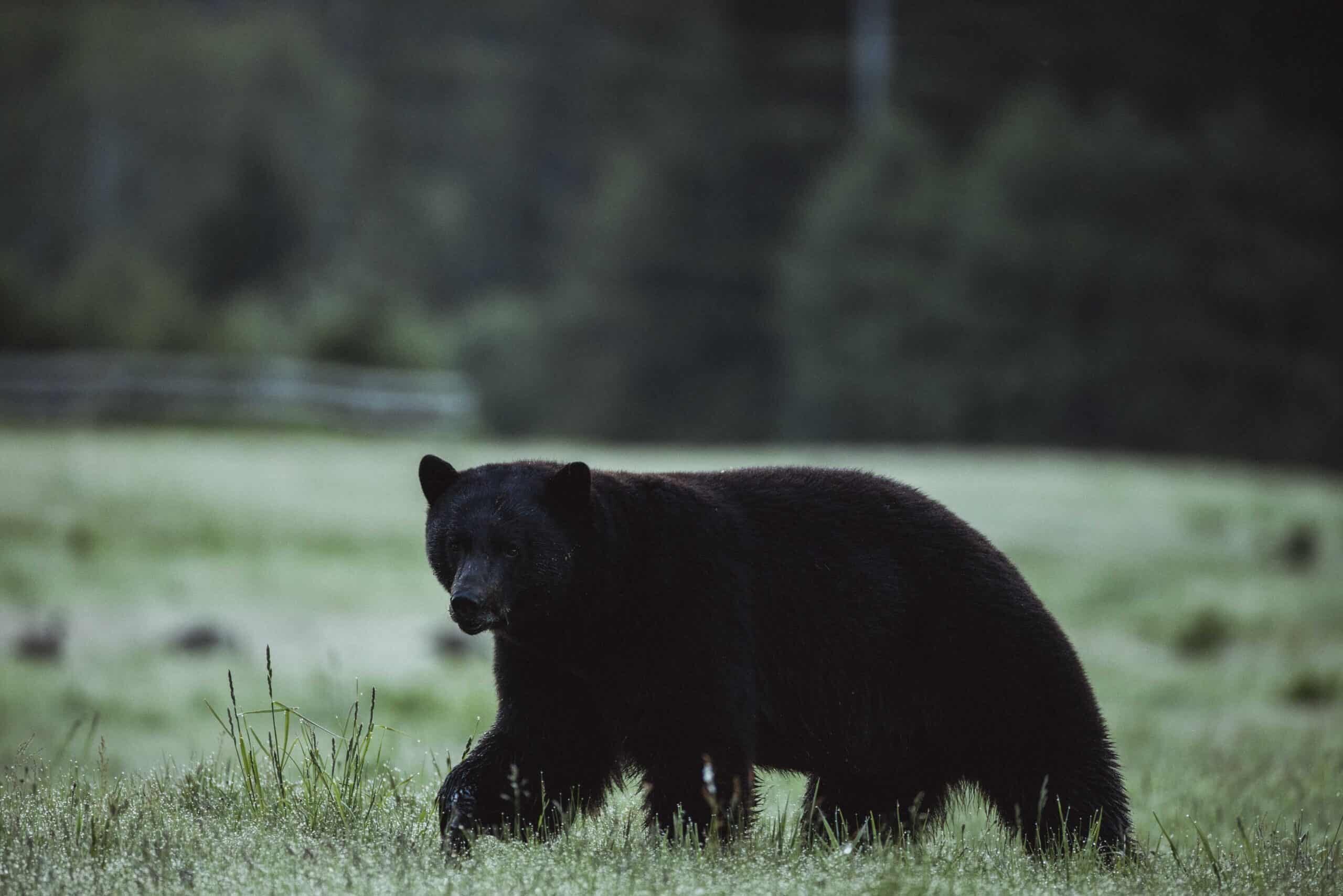 bear-watching