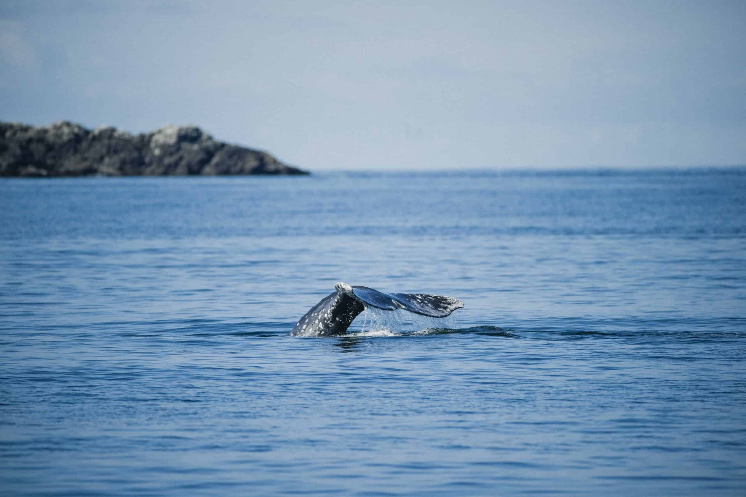 Marine-Encounters