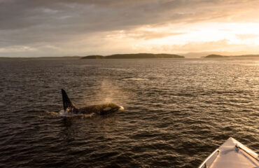 An Orca seen at Sunset