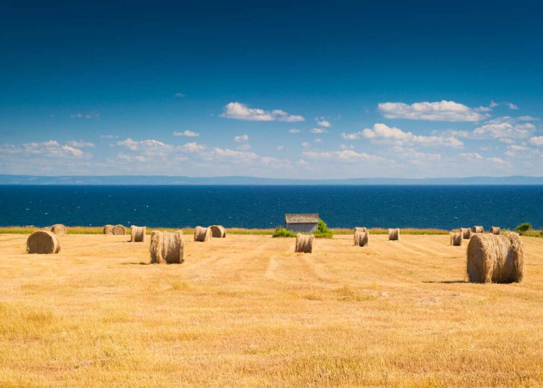 PEI-hay-field