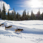 Dogsledding in Whistler / Credit: Tourism Whistler/Mike Crane