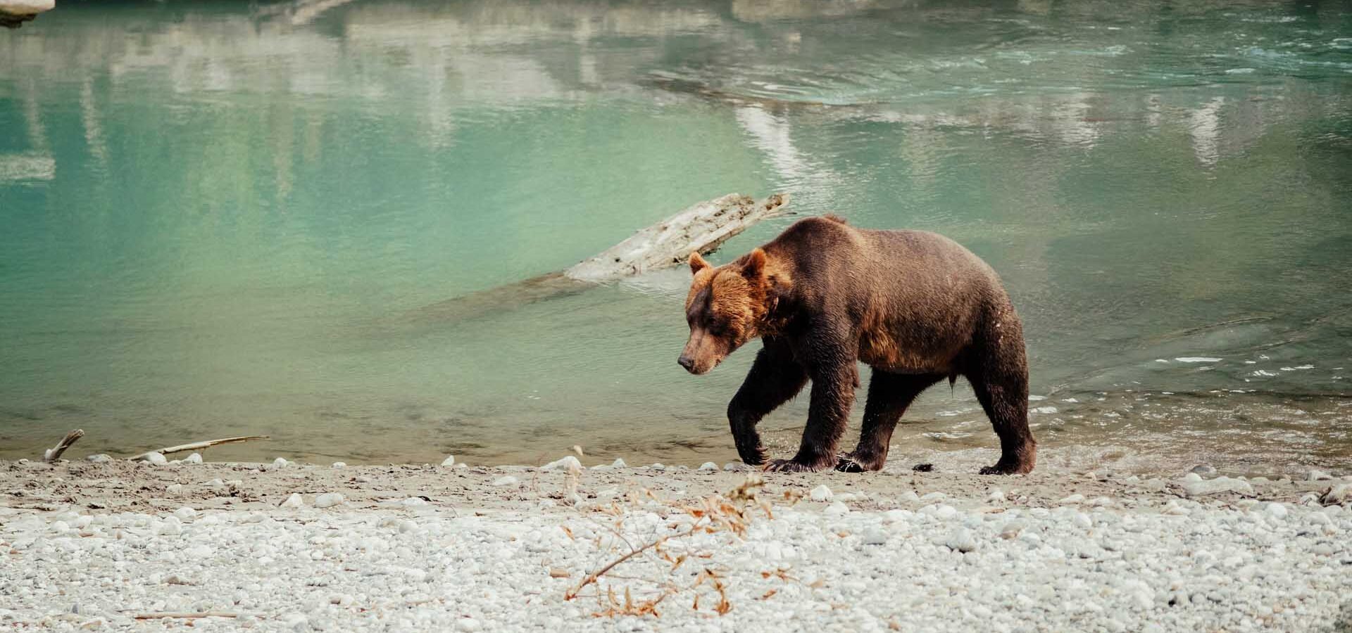 Bear-Expedition-British-Columbia