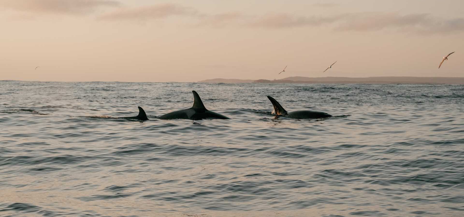 whale-watching