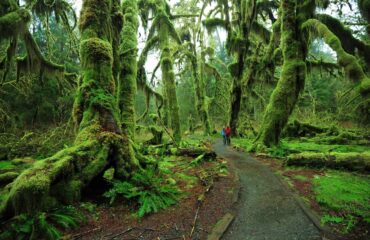 Hoh Rain Forest