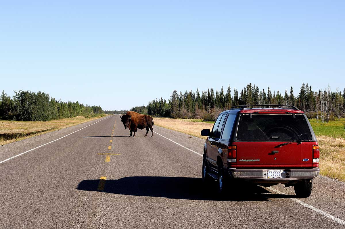 bison-nwt