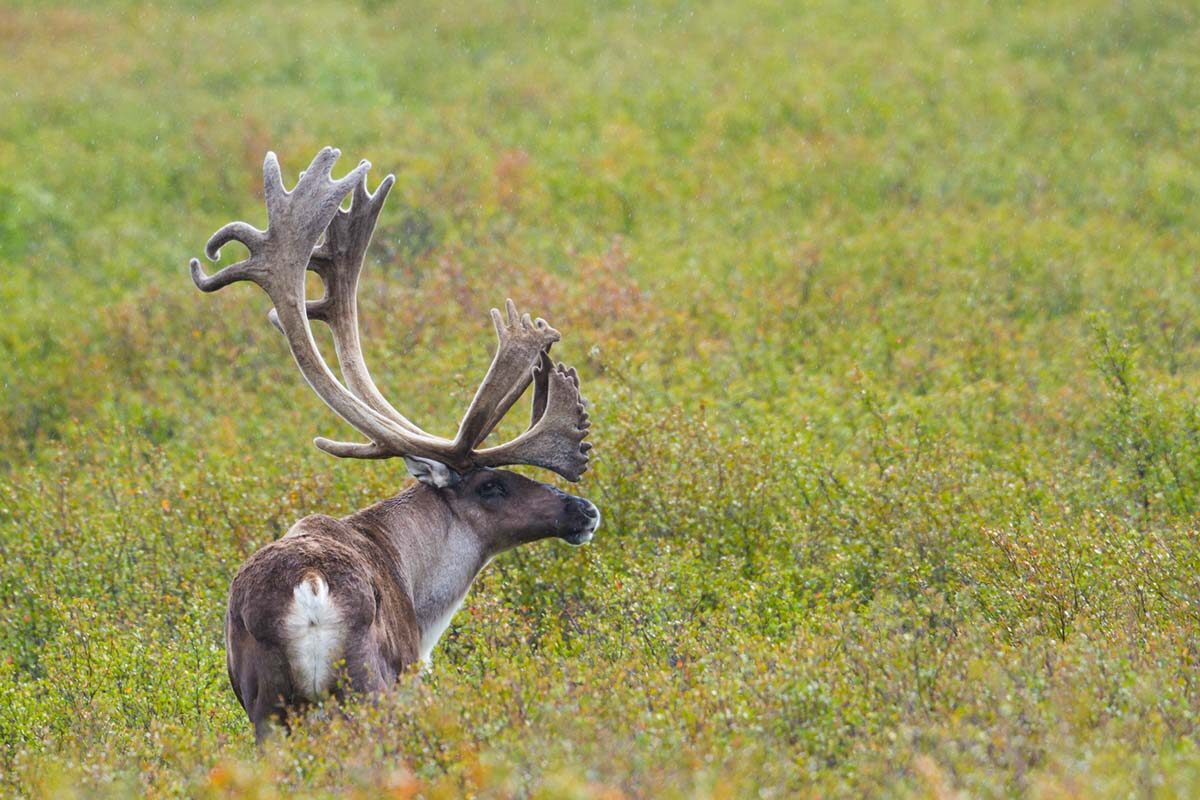 Bull-Caribou-Denali-National-Park