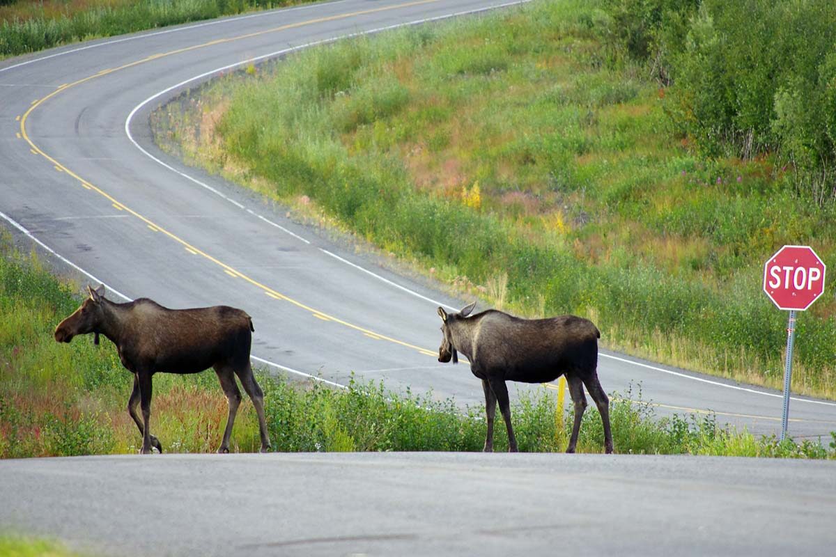 alaska-moose