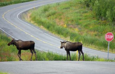 Alaska - Moose