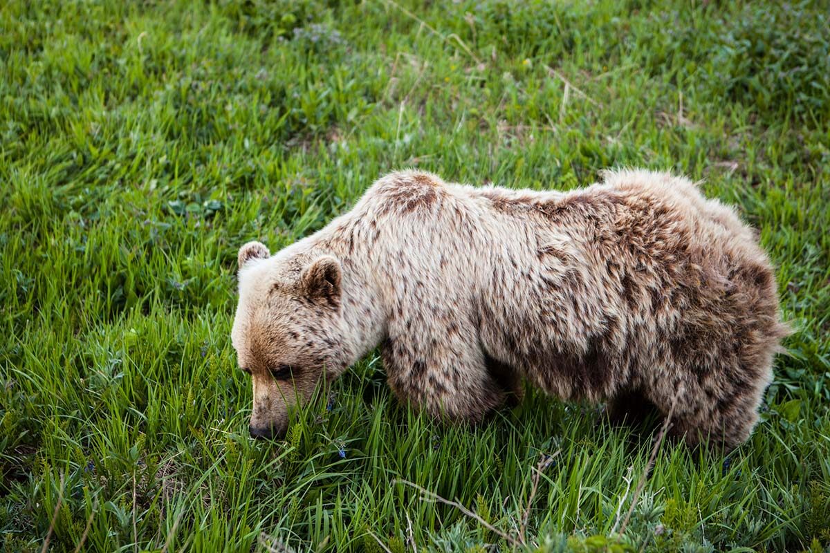 brown-bear-alaska