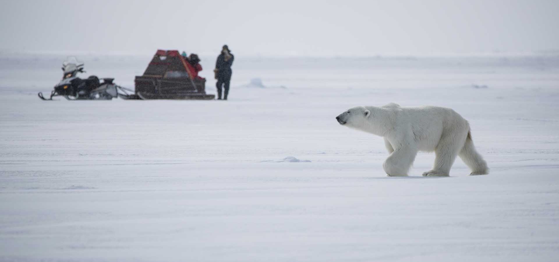 polar-bear-Nunavut