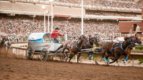 Calgary Chuckwagon Wagon