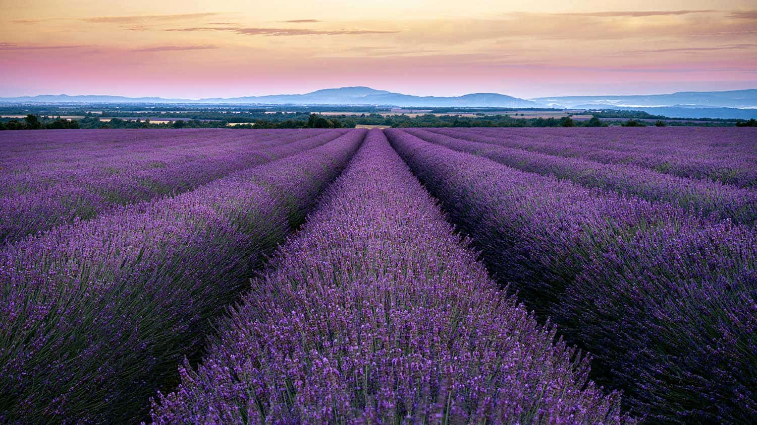 Lavender-Fields-Provence