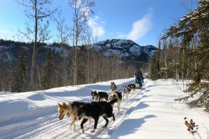 Whitehorse Aurora Dogsled Tour