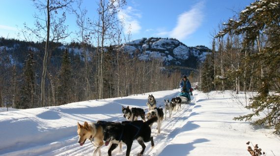 Dogsled Tour