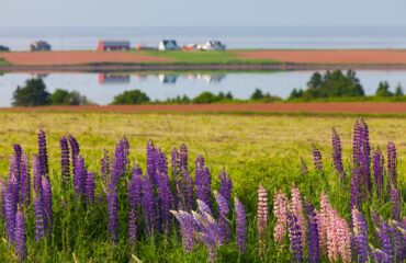 PEI Farm