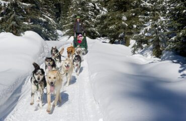 Sun Peaks Dog Sled