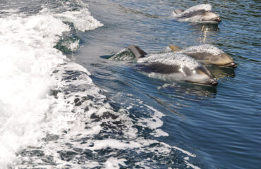 Sonora Resort - Dolphins