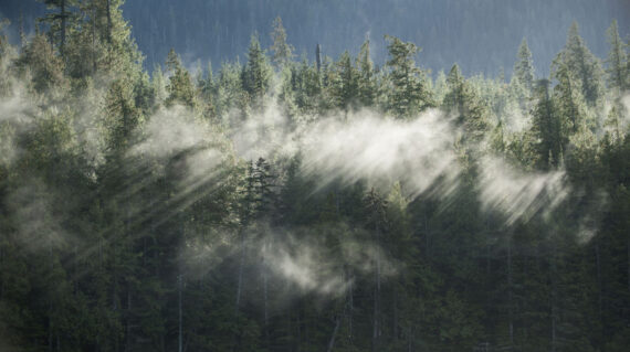 Sonora Island Forest and Fog