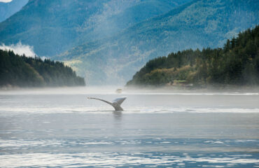 Sonora Resort - Whale Watch