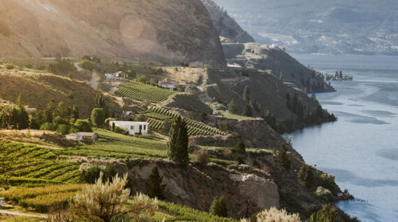 Vineyards Along Okanagan Lake in Fall