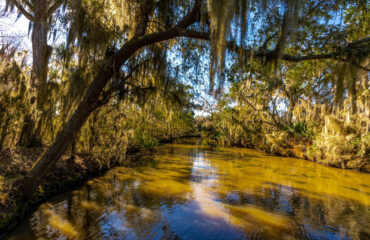 NOLA Swamp Tour