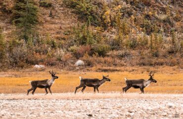 Sahtu Region Caribou