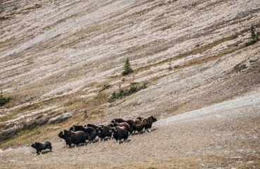 Sahtu Region Muskoxen